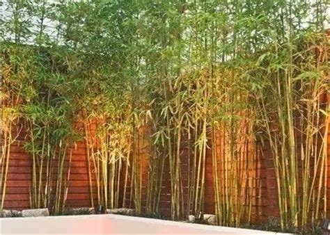 終極關懷 庭院竹子種類